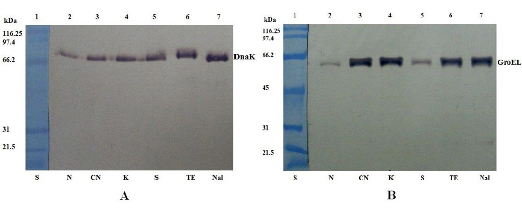 Western blot analysis of DnaK (A) and GroEL (B) expression in S. Abortusovis cells after exposure to various antibiotics