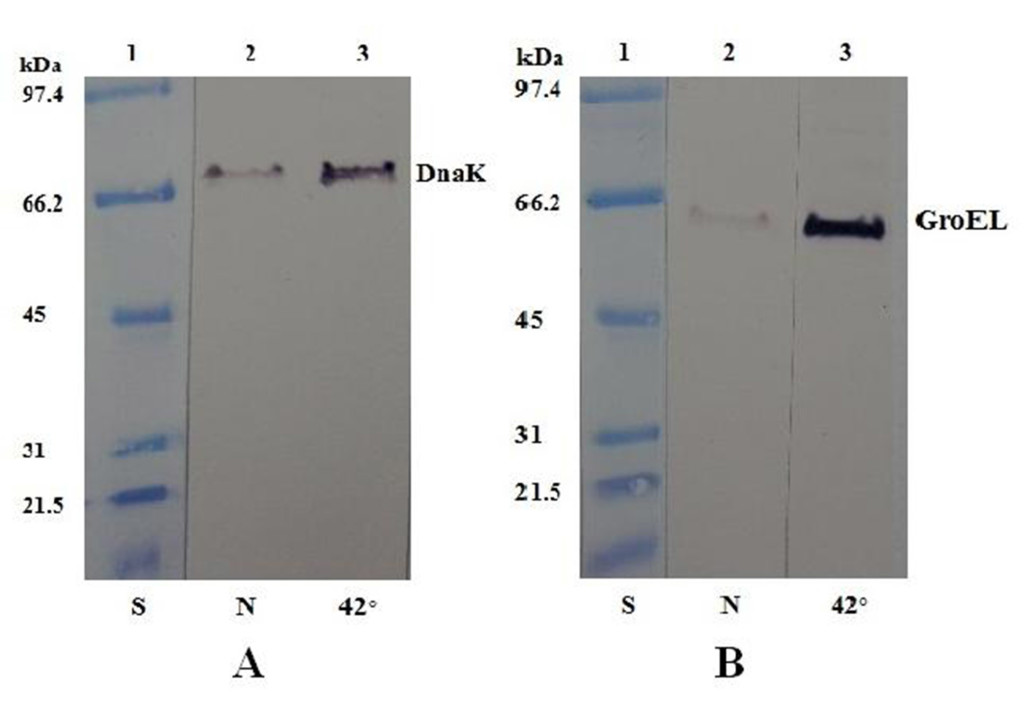Western blot analysis of DnaK (A) and GroEL (B) expression in S. Abortusovis cells after heat shock