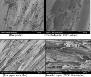SEM micrographs of raw and torrefied poplar