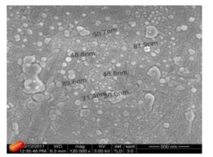  SEM micrographs of  PNIPAM — ZnO nanocomposites with  0.4% Zn O
