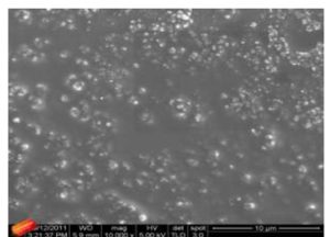 SEM micrographs of PNIPAM — ZnO nanocomposites with 0.6% ZnO